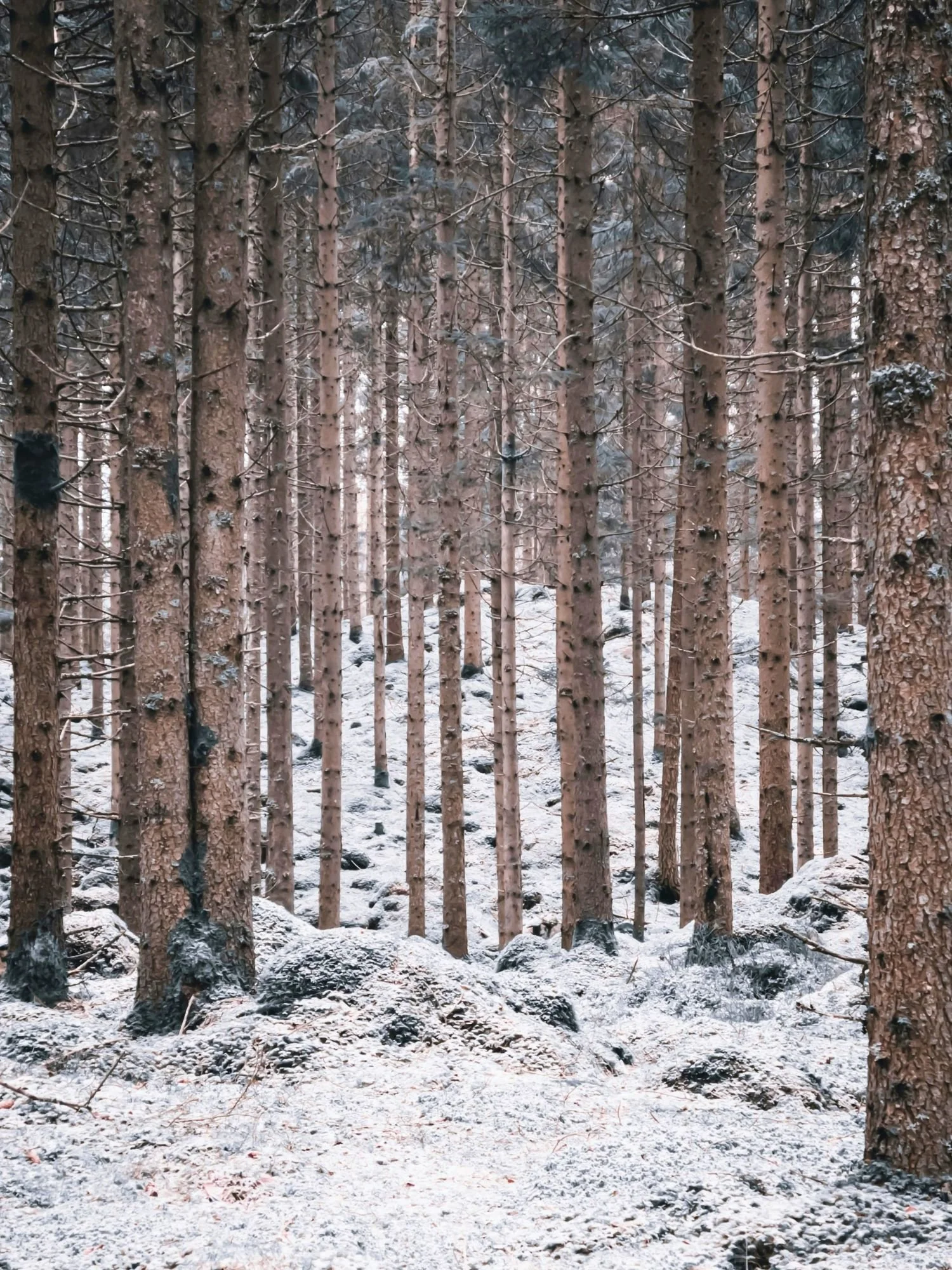 A dense, quiet forest in Borås in winter. Vertical lines of slender pine and spruce tree trunks with textured, reddish-brown bark.