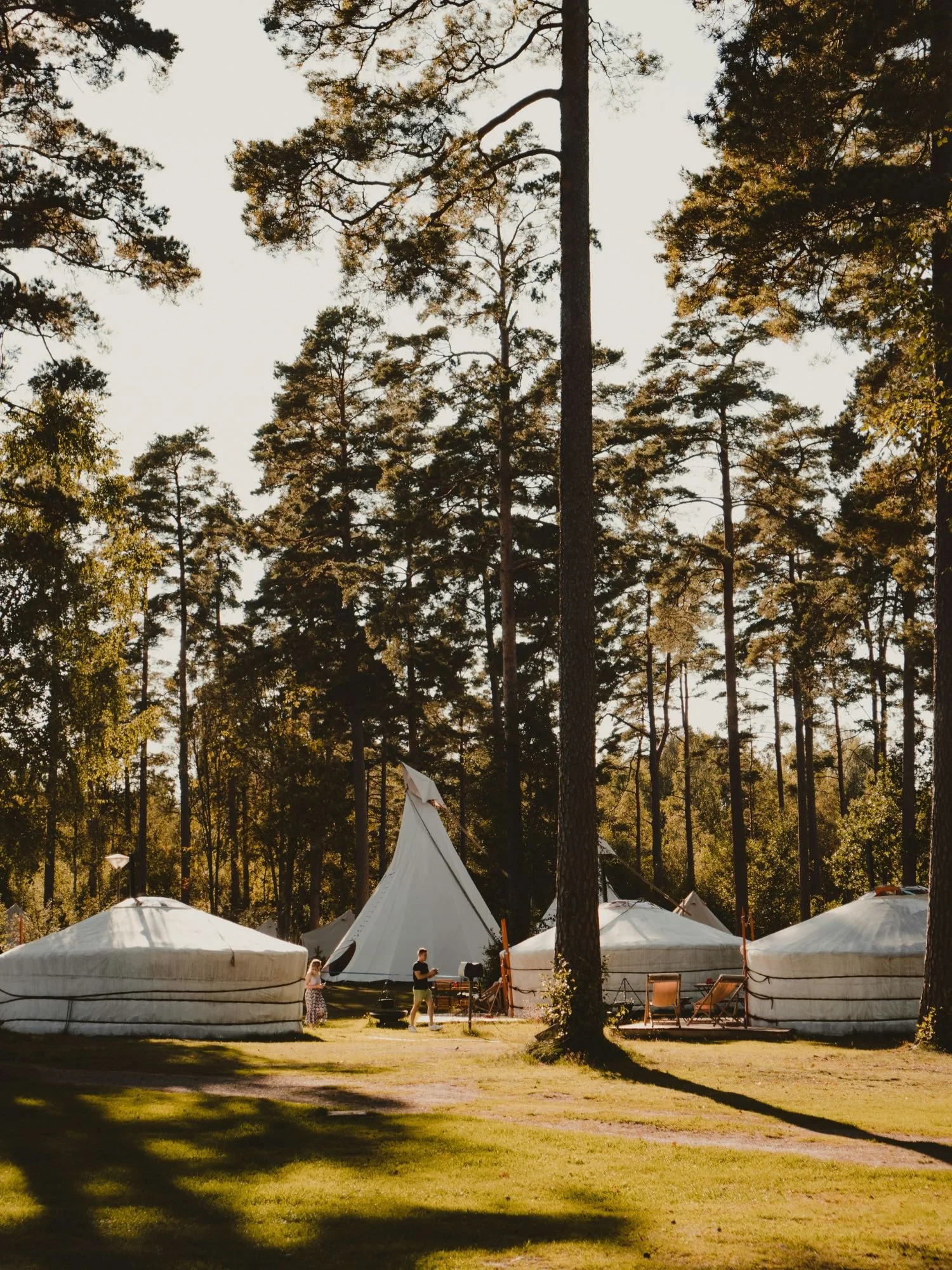 A scenic, sunlit glamping site nestled in a clearing surrounded by tall pine trees. In the foreground, three traditional white, rounded yurts are pitched on the grass, with a small wooden deck and outdoor chairs visible beside one of them.