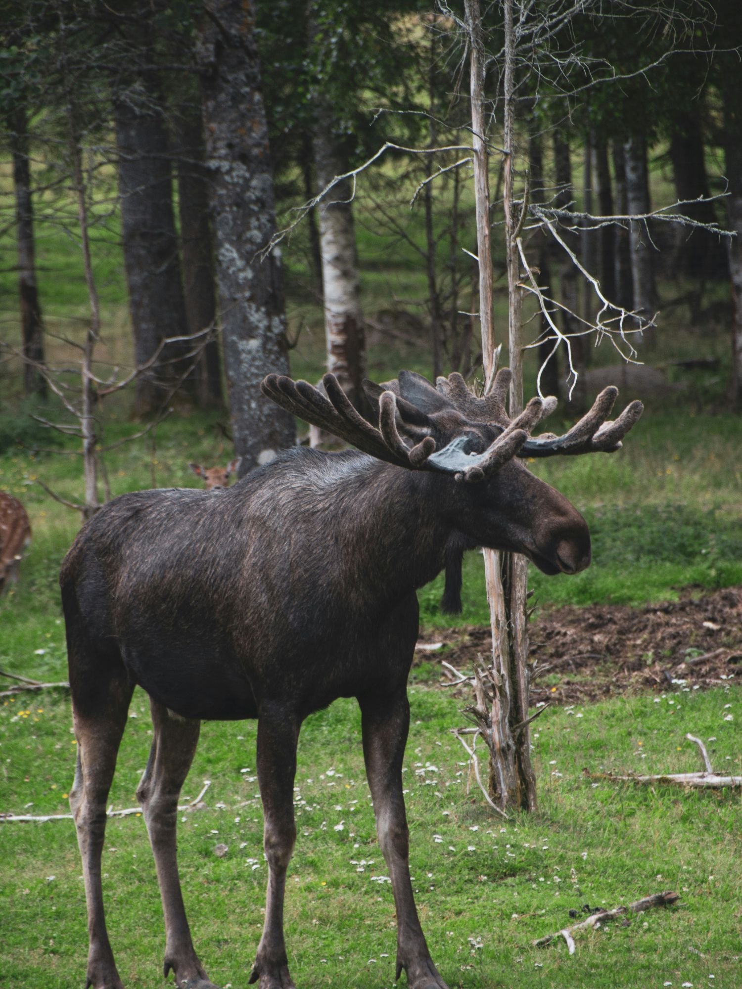A large bull moose with velvet-covered antlers stands in profile on a green grassy clearing near a forest.