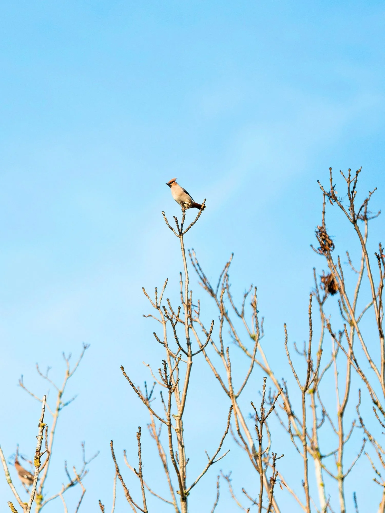 A bohemian waxwing bird with a distinct crest perches at the very top of a bare, leafless tree branch against a bright, clear blue sky in Öland.