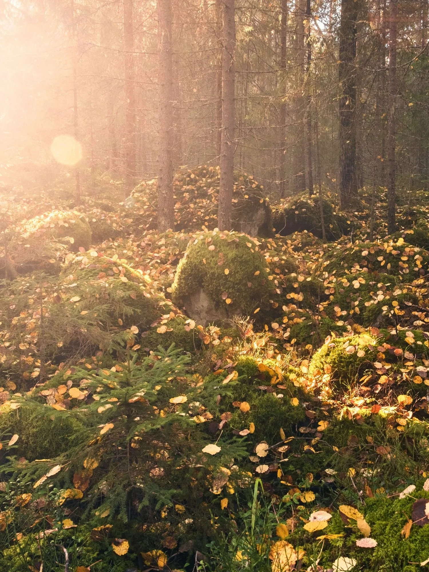 Bright autumn sunshine and a strong lens flare illuminate a forest floor in Färnebofjärden National Park, covered in mossy boulders and scattered yellow leaves.