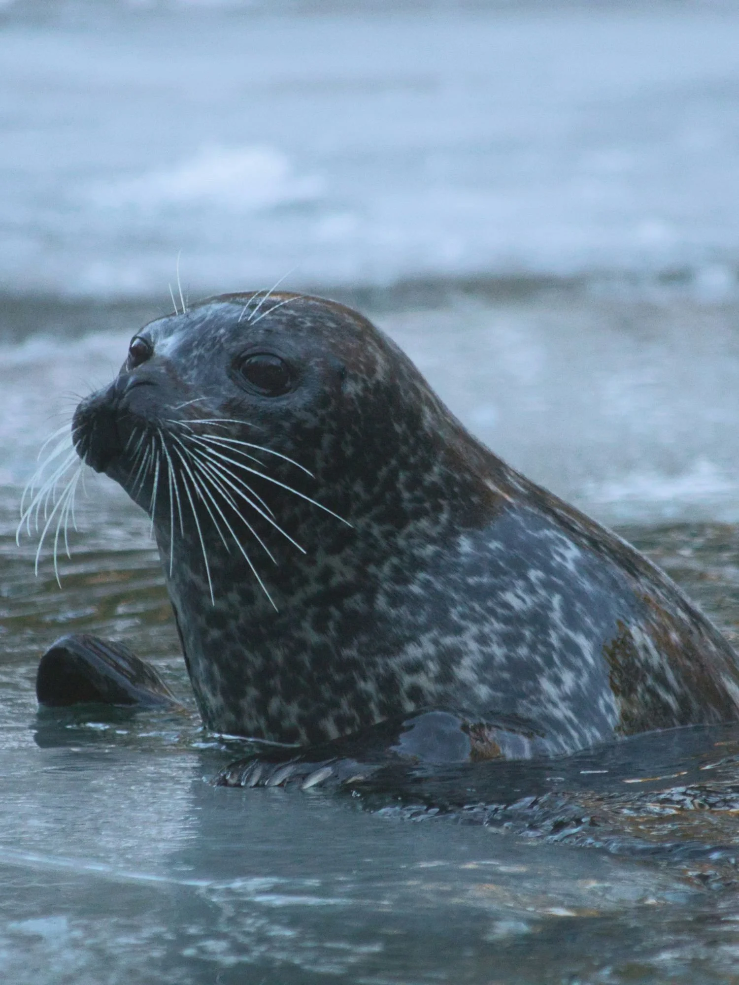 A close-up shot of a spotted harbor seal in Göteborg, its head and shoulders emerging from the cold, icy water with its prominent white whiskers on full display.