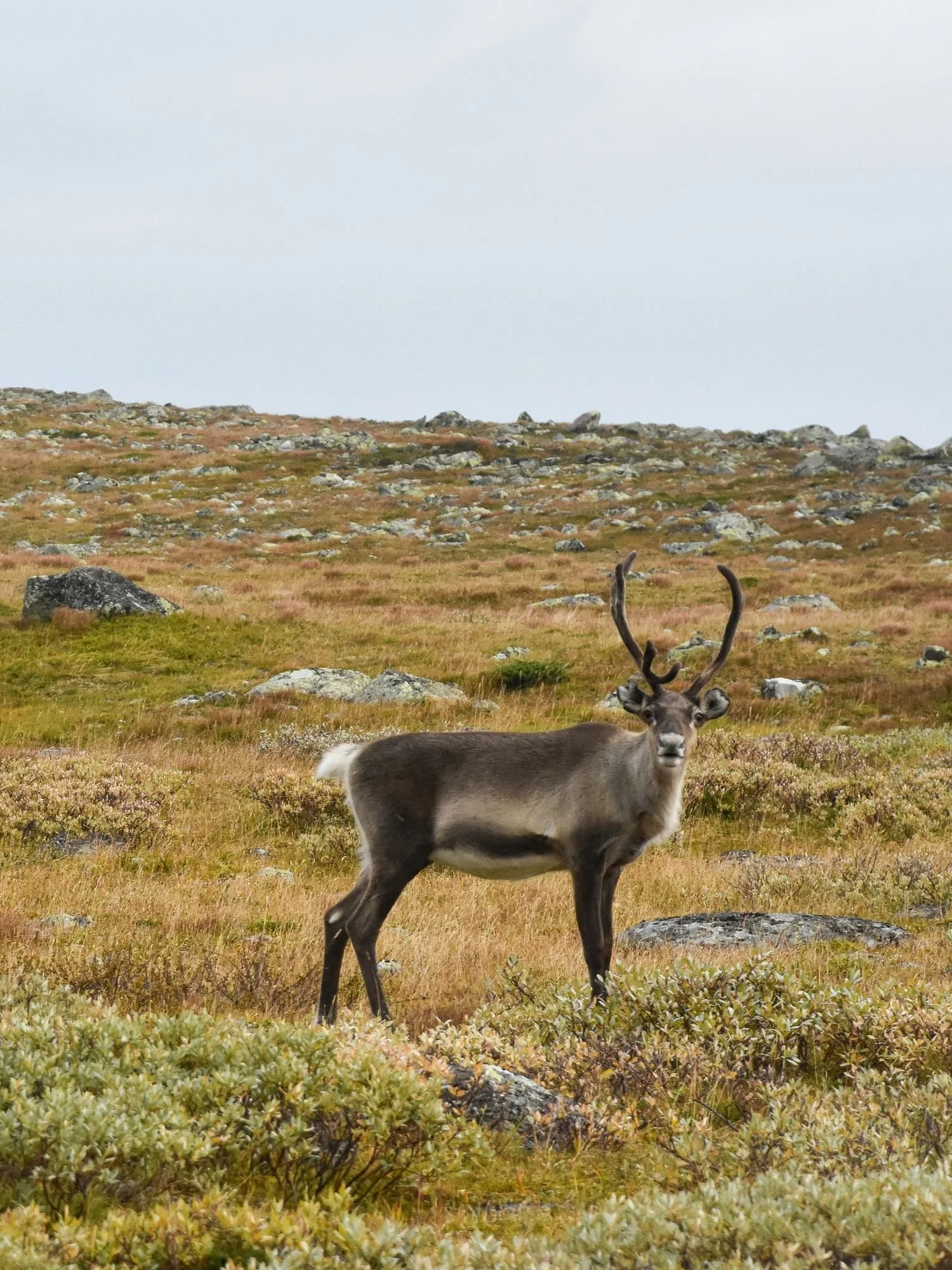 A single reindeer with tall, curved antlers stands in a vast, rocky tundra field under an overcast sky in Sarek National Park, looking directly at the camera.