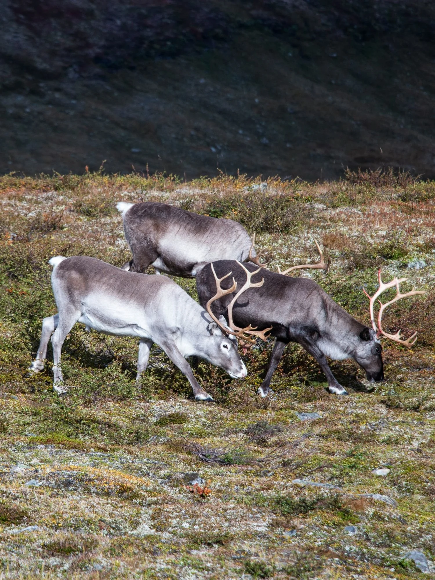 Three reindeer with large antlers graze on a grassy, low-lying tundra hillside in Abisko National Park.