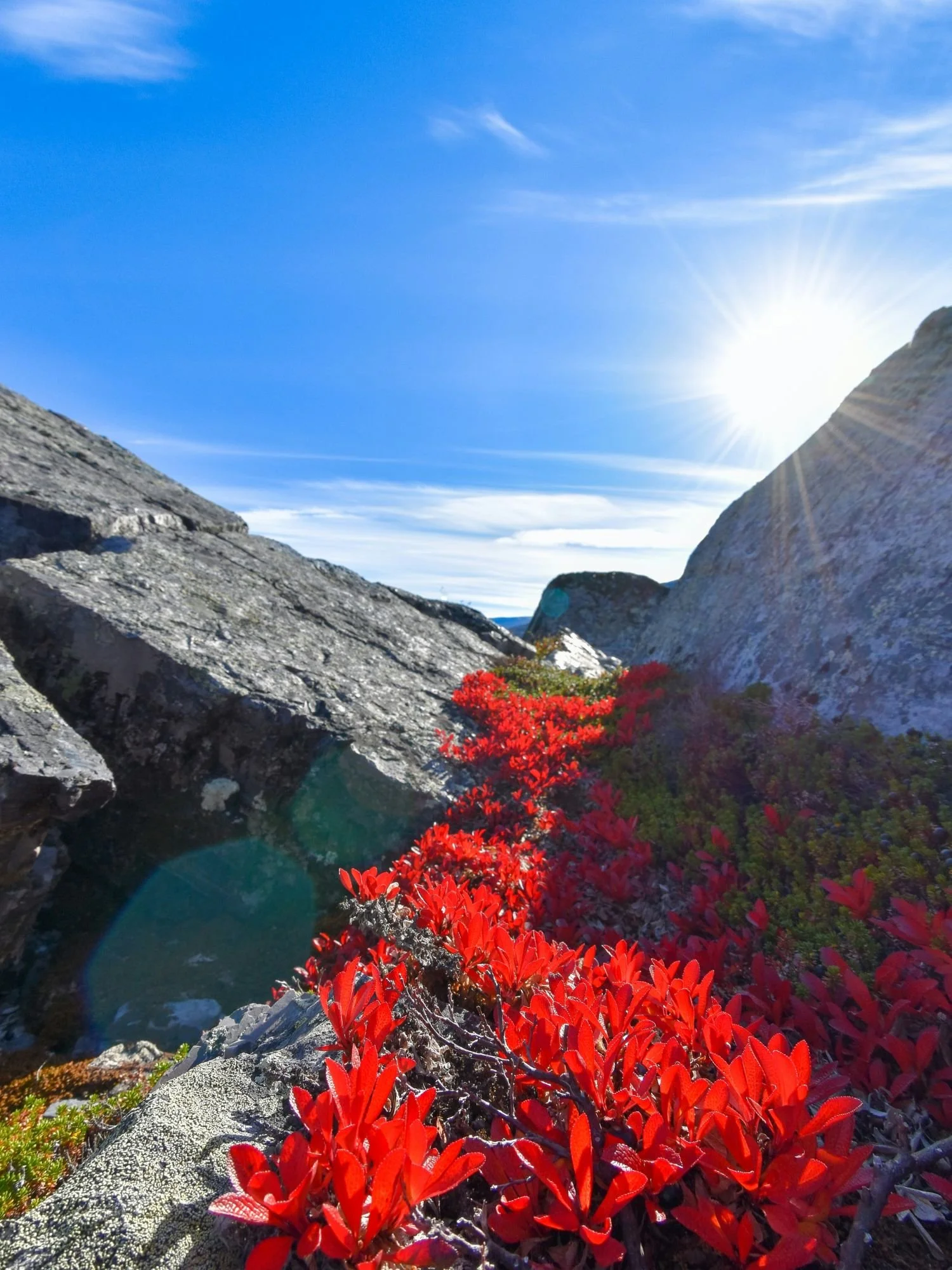 A close-up shot of bright red autumn flora growing between large grey boulders under a brilliant blue sky and a shining sun in Stora Sjöfallet National Park.