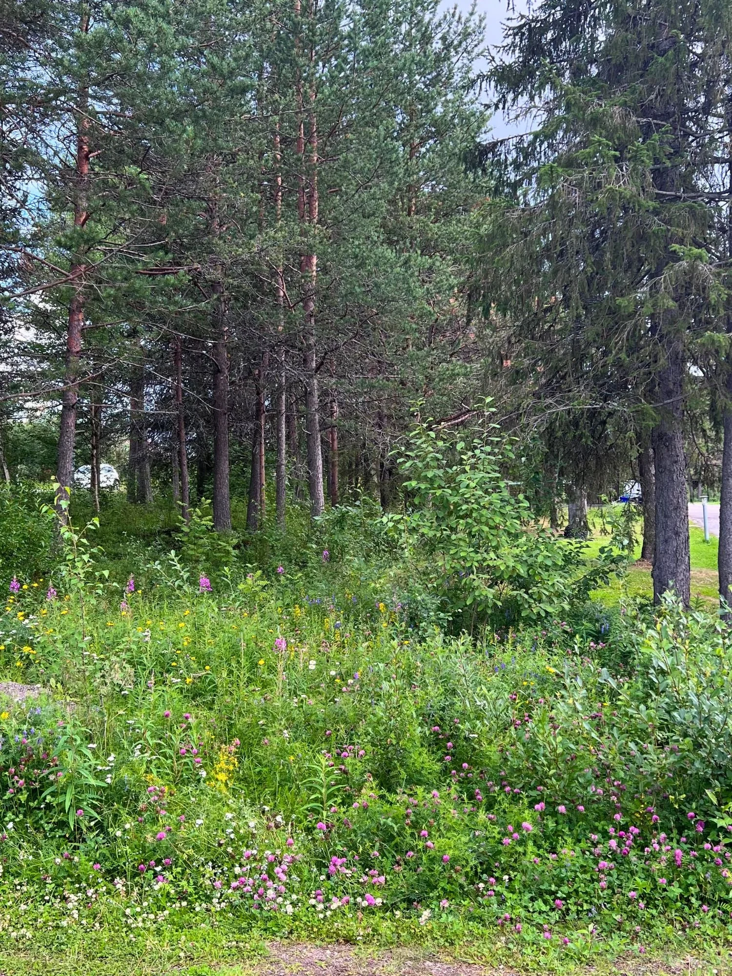 A lush wildflower meadow at the edge of a dense evergreen forest.  In the foreground, a vibrant mix of green foliage is dotted with small pink, purple, and yellow wildflowers, including patches of red clover.