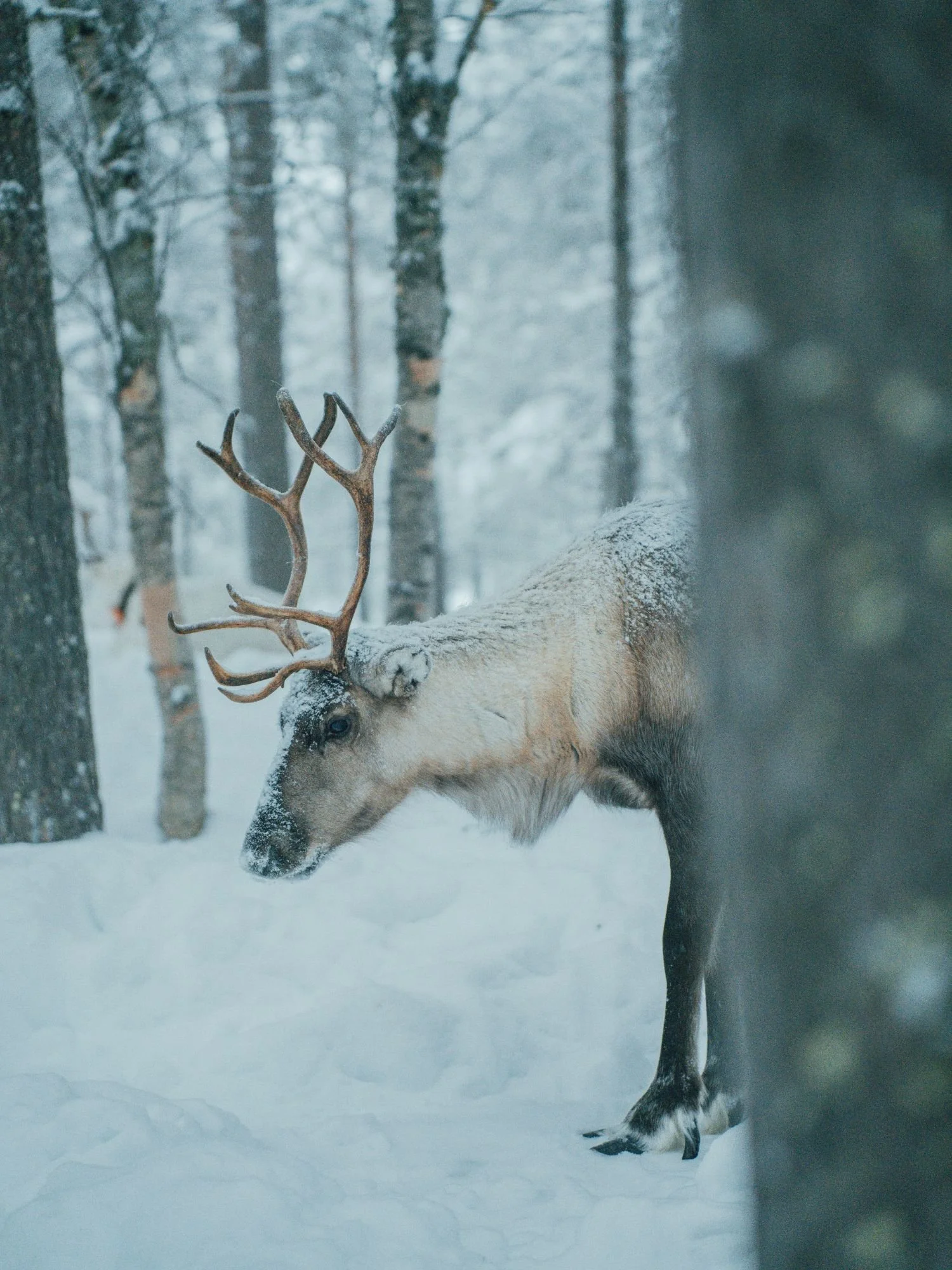 A reindeer with large, branching antlers stands in deep snow within a winter forest, its fur lightly covered in fresh snow as it looks downward.