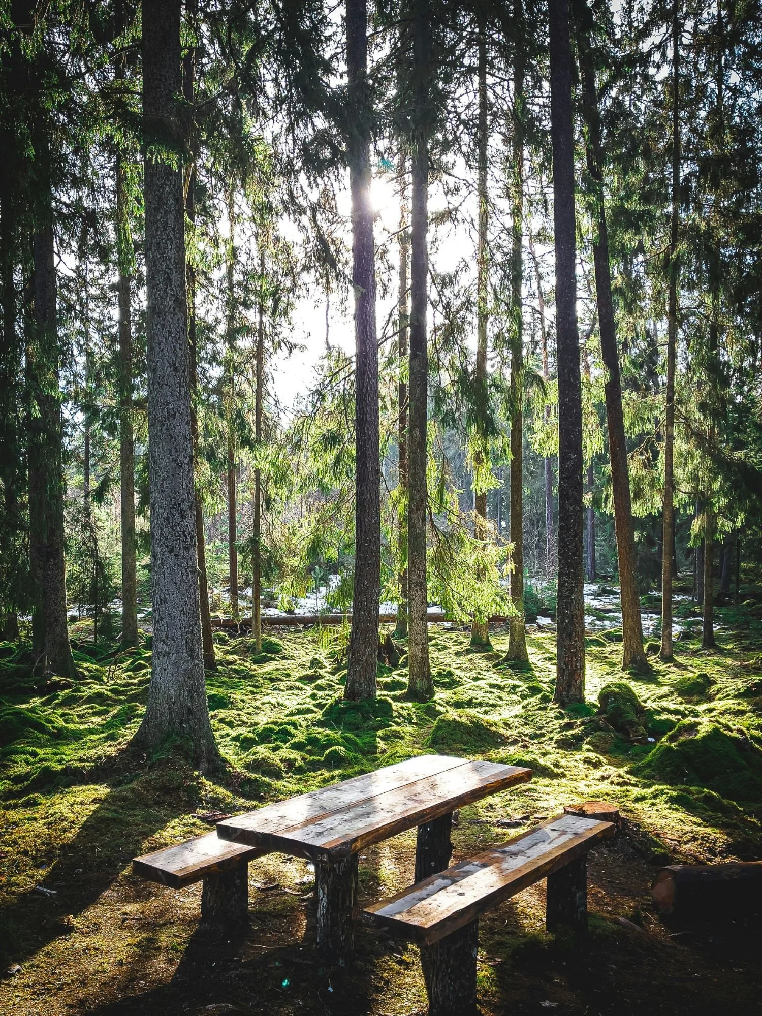 A rustic, wet wooden picnic table with two detached benches sits in a sunlit forest clearing. The ground is covered in a thick, undulating carpet of vibrant green moss and patches of melting snow in the background.