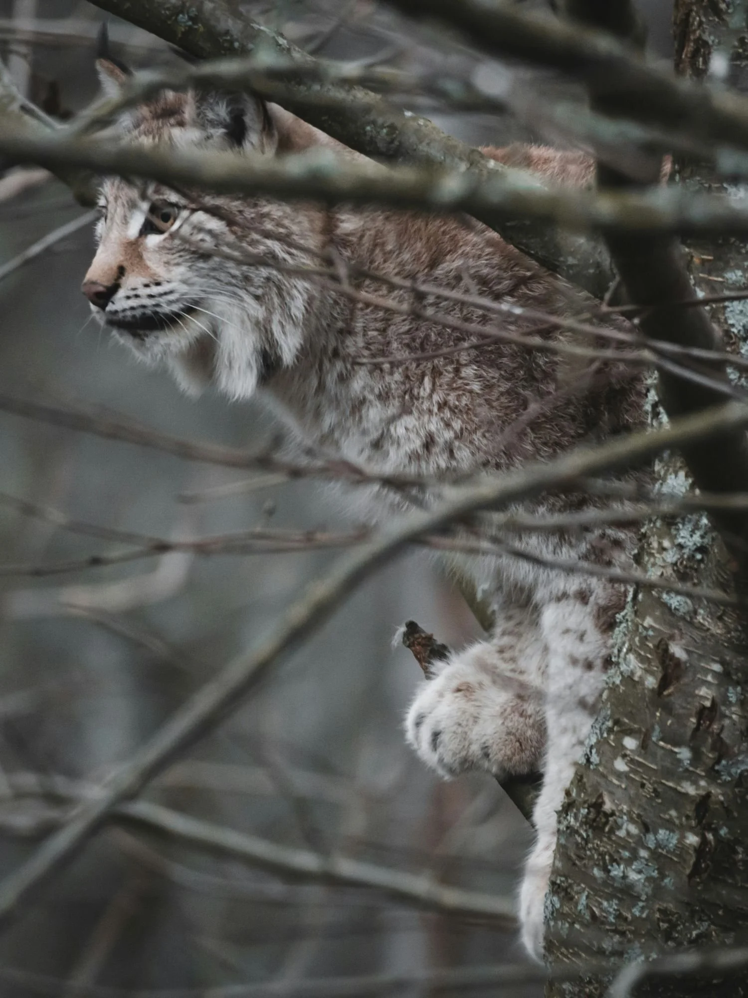 A close-up side view of a Eurasian lynx perched high in a tree, peering out alertly from behind a dense thicket of bare branches.