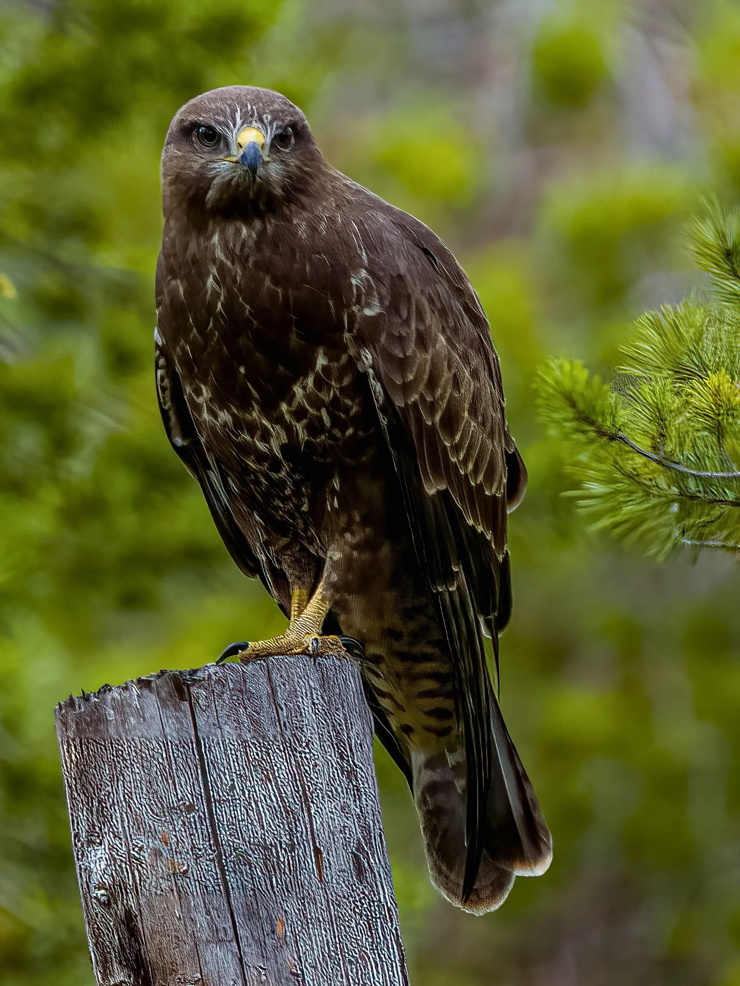A close-up shot of a dark brown bird of prey, resembling a buzzard or hawk, perched atop a weathered wooden post against a blurred green forest background.