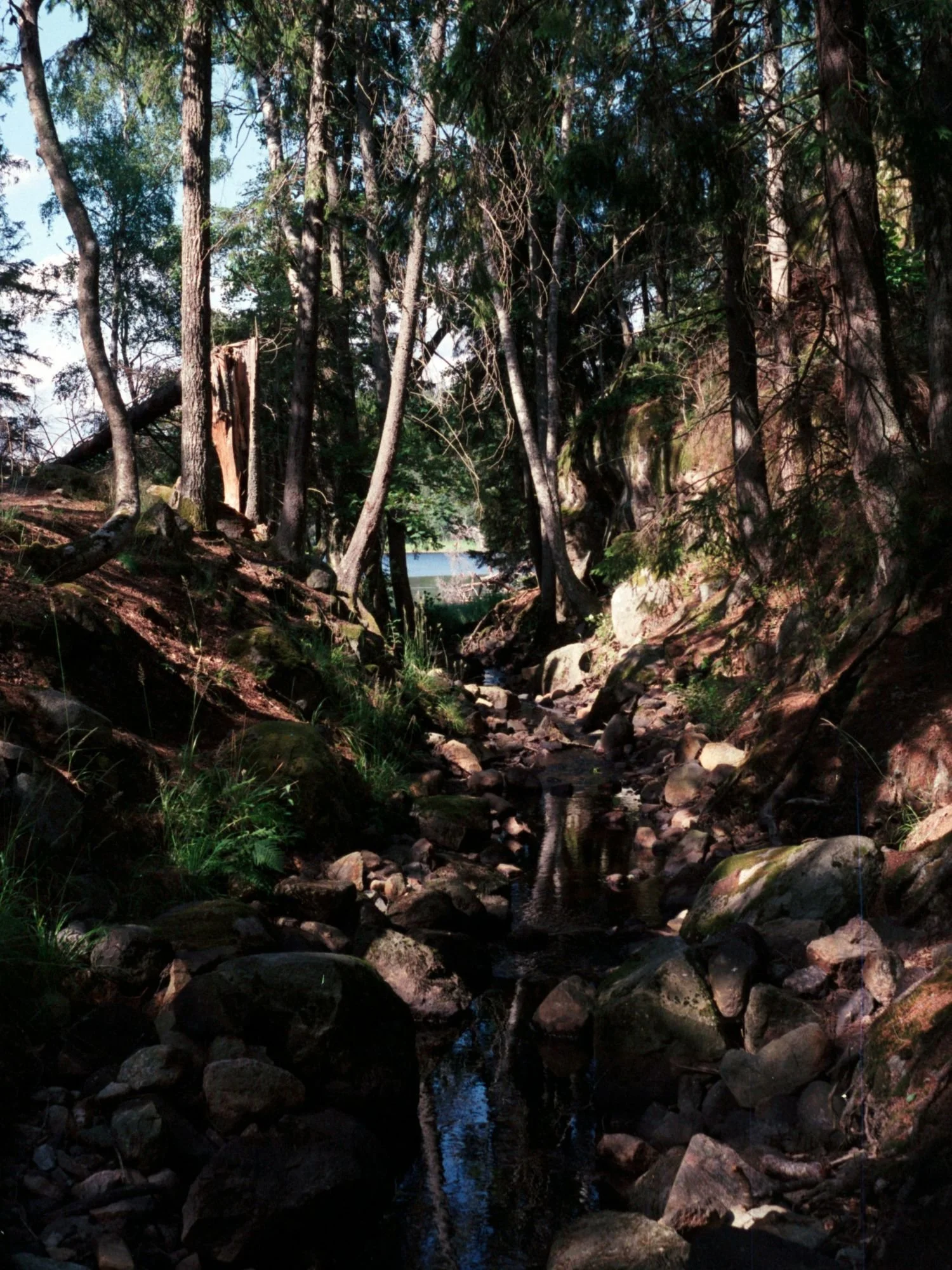 A small, shallow stream trickles through a rocky, shaded ravine in Tyresta National Park. The stream bed is filled with dark stones and moss-covered boulders, flanked by rising slopes covered in green grass and tall forest trees.