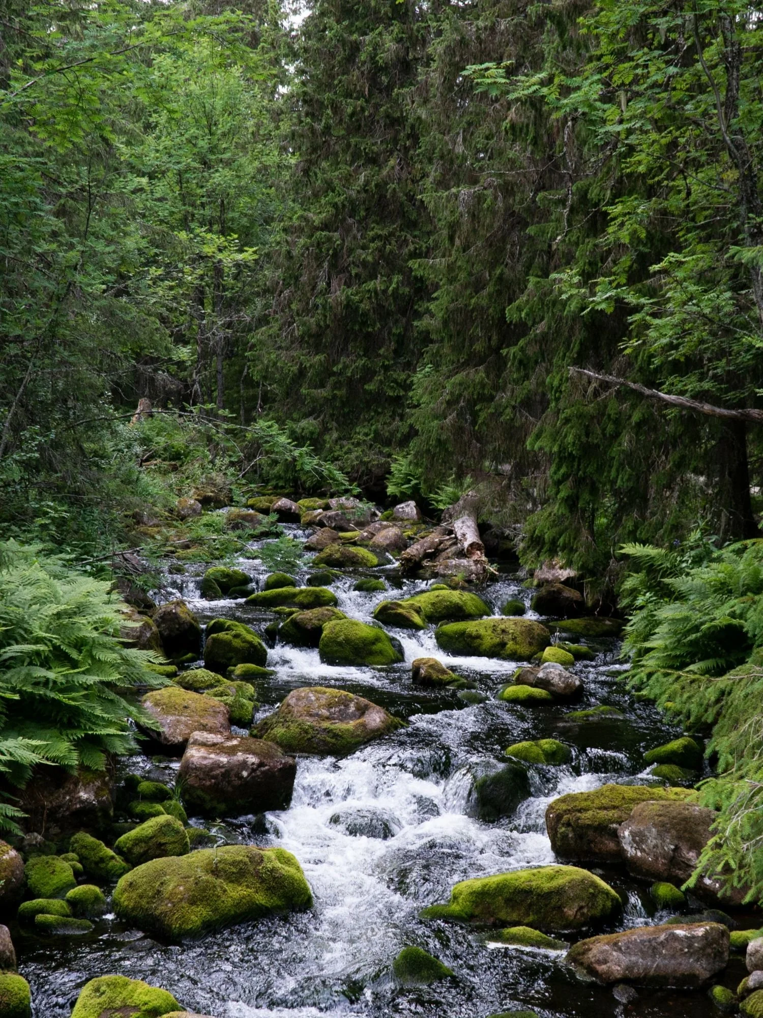A shallow, rocky river flowing through the autumn landscape of Fulufjällets National Park. The clear water ripples over a bed of smooth, dark grey stones.