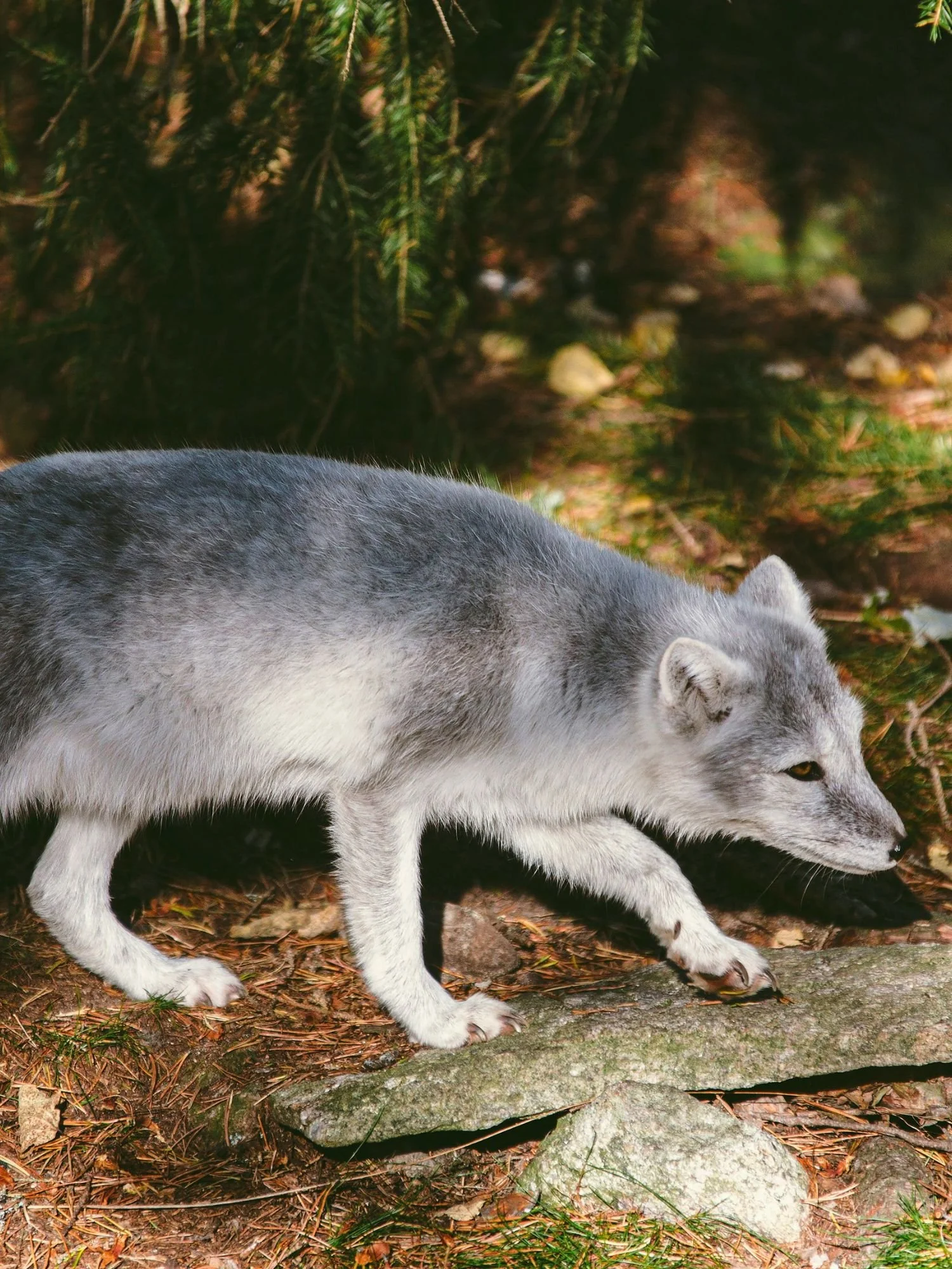 A close-up side view of an Arctic fox with blue-grey summer fur walking cautiously across a rocky forest floor.
