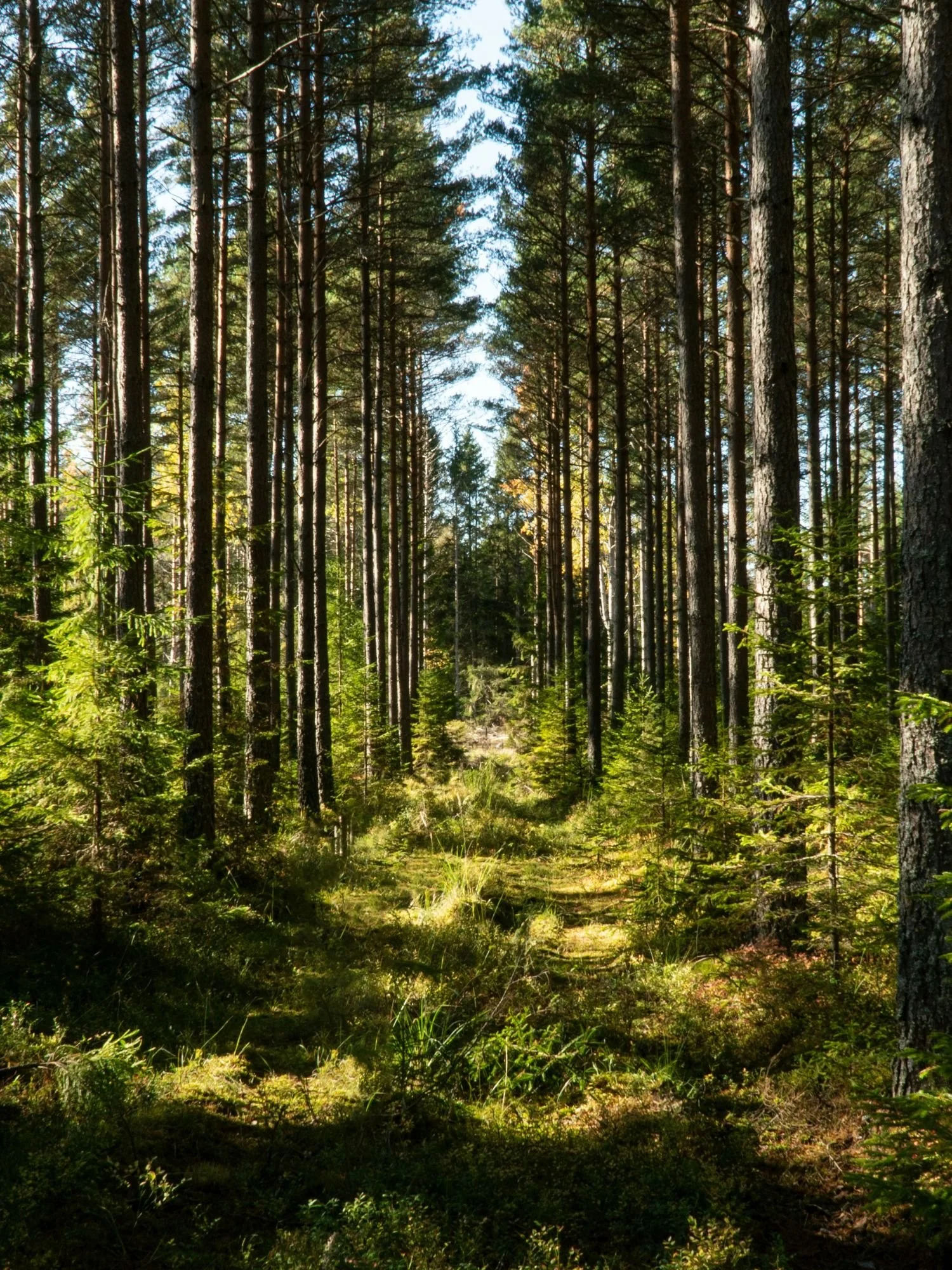 A sun-dappled forest clearing in Tyresta National Park is framed by rows of tall, straight pine trees on either side, creating a natural corridor.