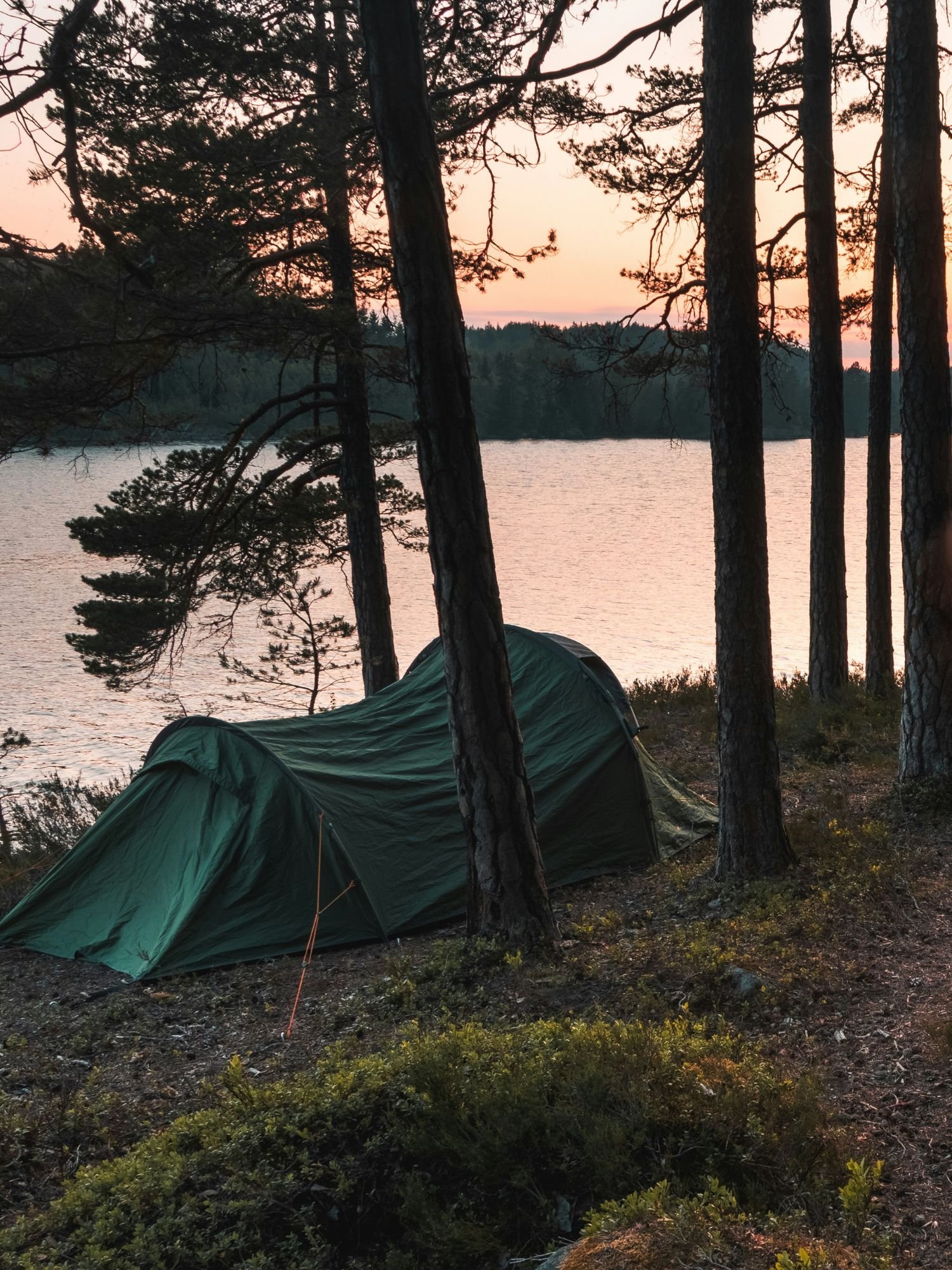 A dark green tunnel tent pitched on a wooded shoreline during sunrise. The tent is nestled among tall, dark pine tree trunks that frame the view of a calm lake in the background.