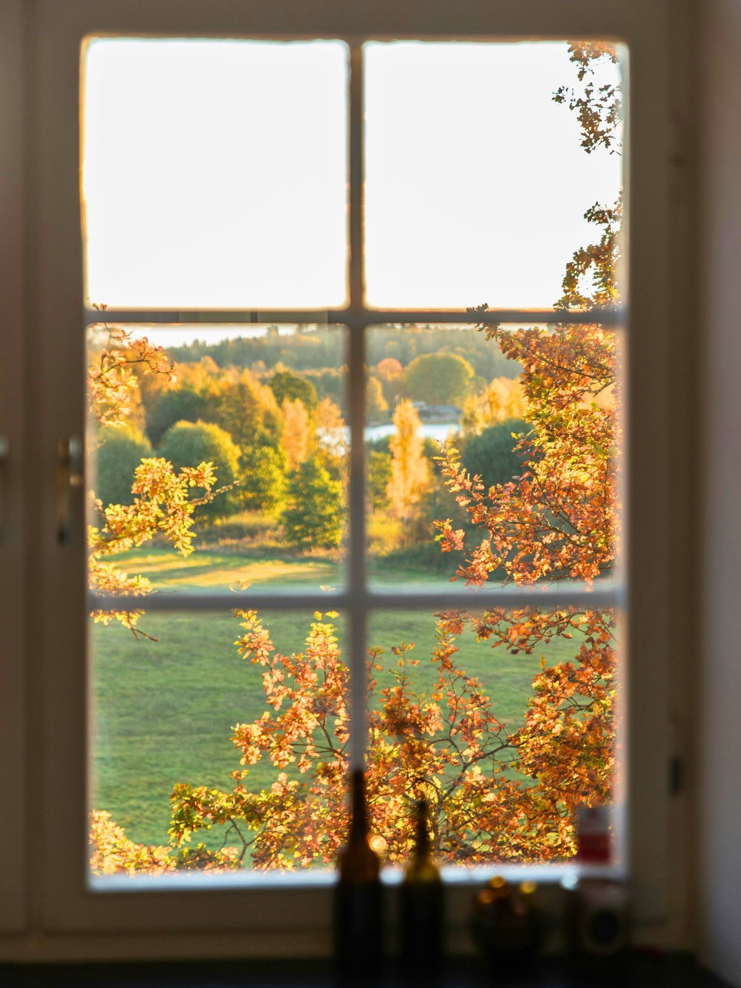Looking out through a white-framed, six-pane window at a sun-drenched autumn landscape. The view is framed by several branches of a golden-orange oak tree pressing close to the glass.