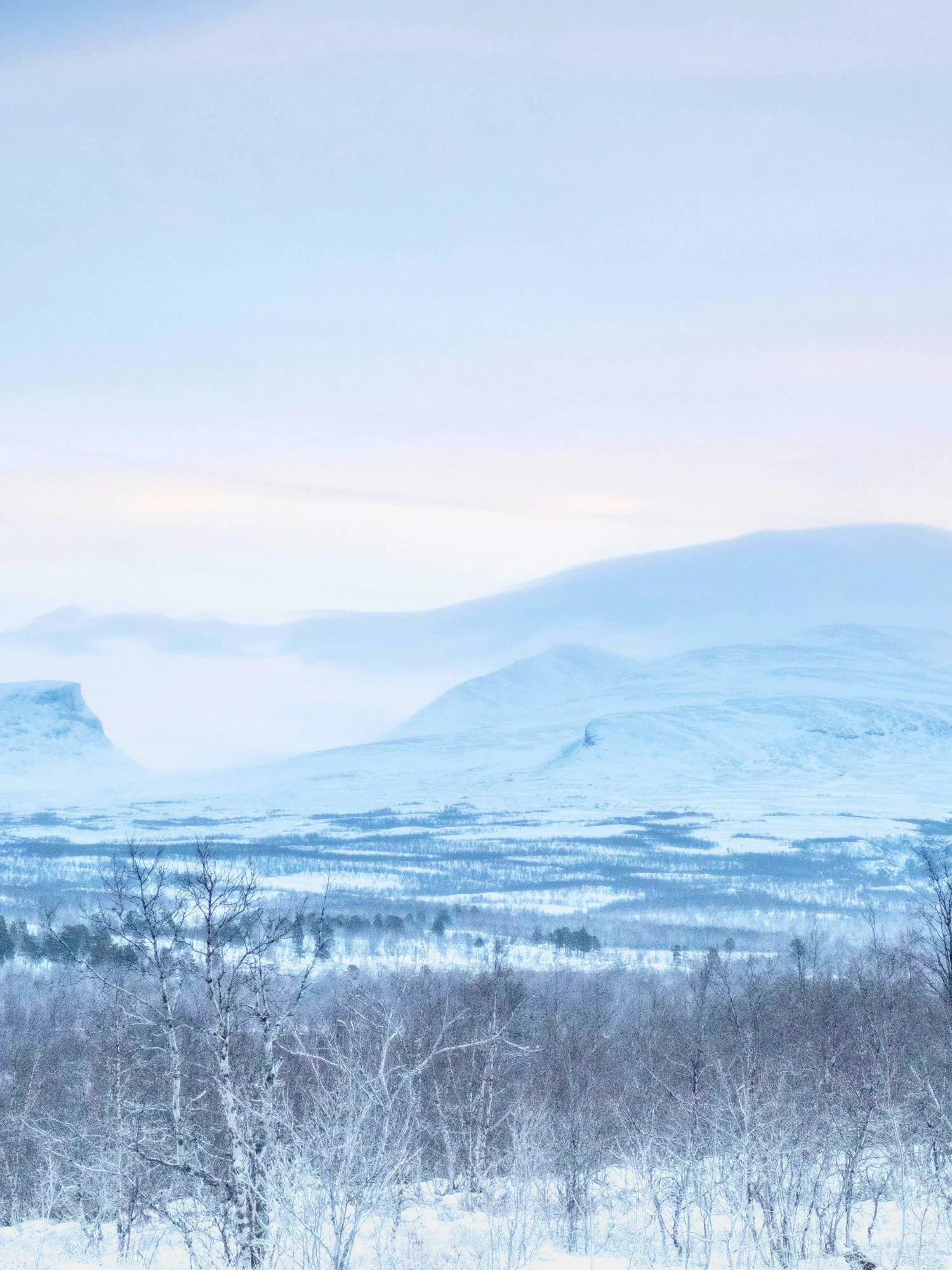 A sweeping winter landscape of Abisko National Park under a pale, pastel sky with faint hints of pink and blue. In the foreground, frosted, leafless birch trees spread across a snowy valley.