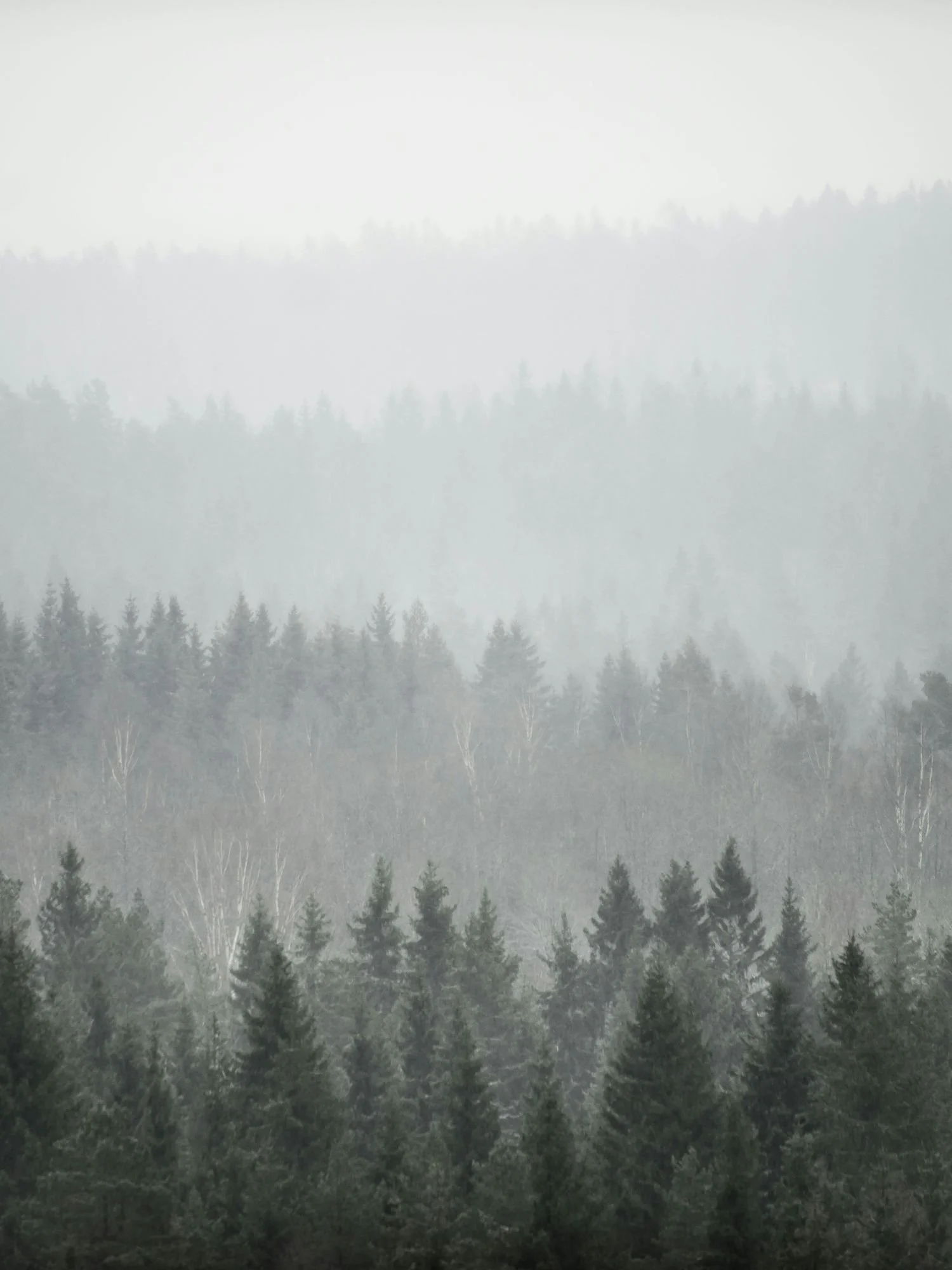 A vast, rolling evergreen forest blanketed in thick, grey mist and fog. Several layers of tree-covered ridges that fade progressively into a pale, featureless sky.