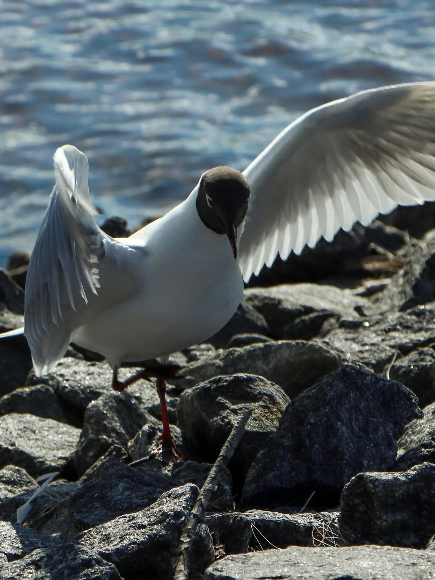 A black-headed gull in Umeå stands on a rocky shoreline on one leg with its large white wings fully spread, set against a backdrop of blue water.