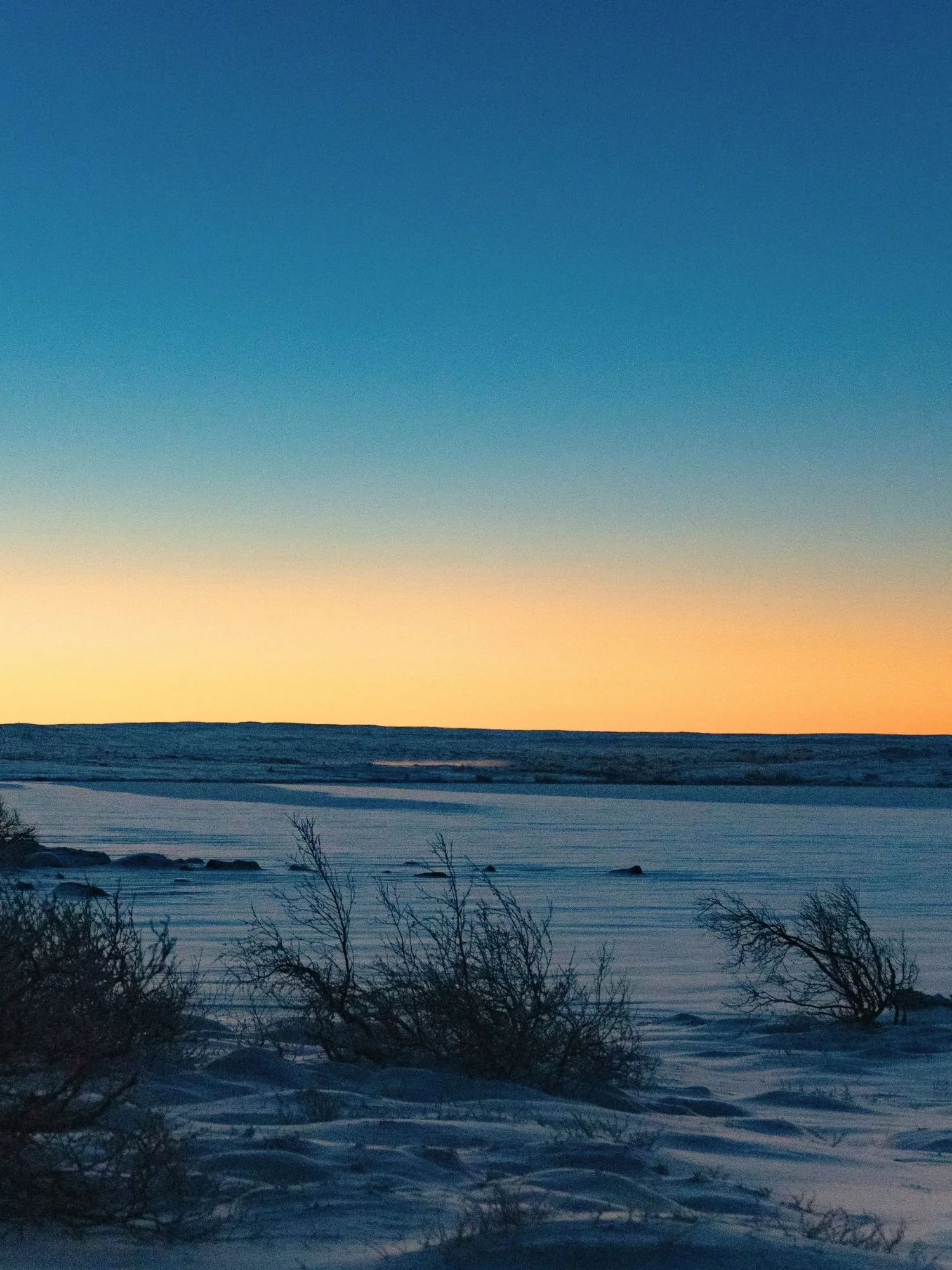 A tranquil sunrise over a frozen landscape in Fulufjället National Park. In the foreground, low, bare bushes poke through a snow-covered ground cast in blue shadow.
