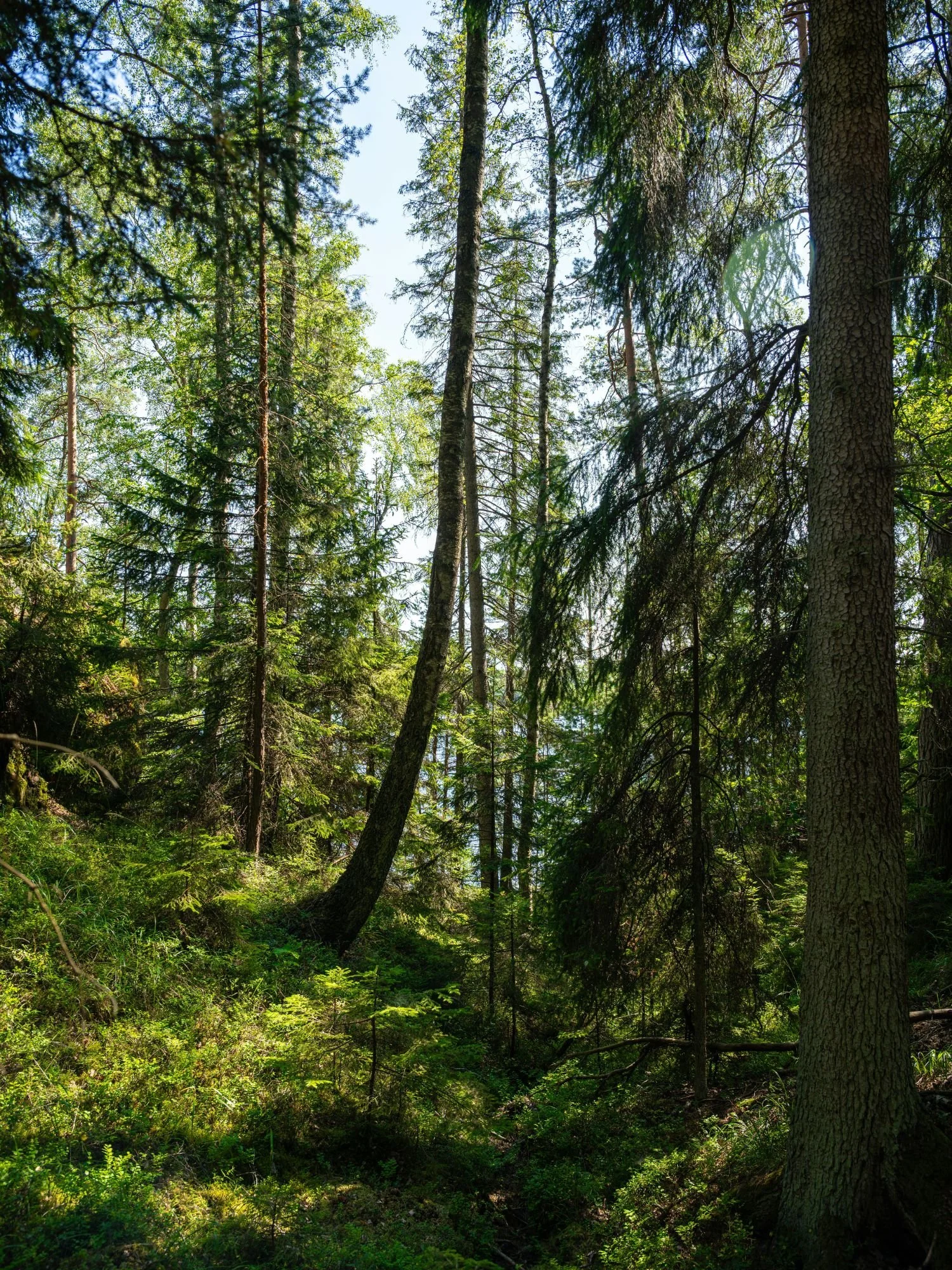 A vibrant, sun-drenched coniferous forest in Tyresta National Park, featuring tall pine and spruce trees rising from a lush green forest floor.