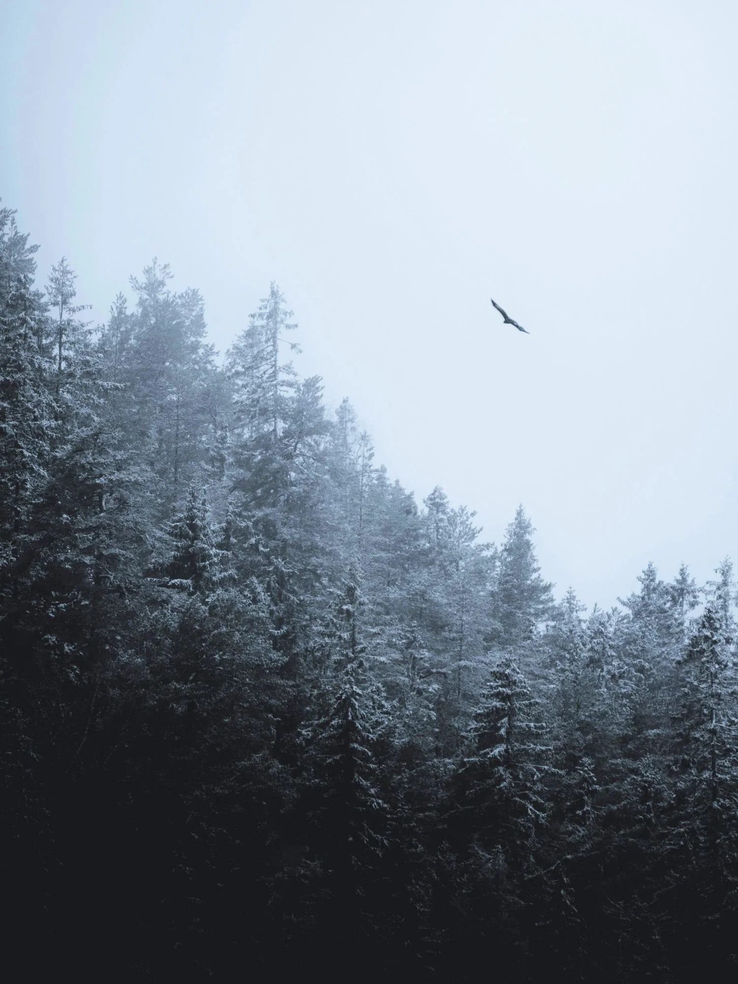 A large golden eagle soars alone in a pale, misty sky high above a dense, snow-dusted pine forest on a hillside in Dalarna.