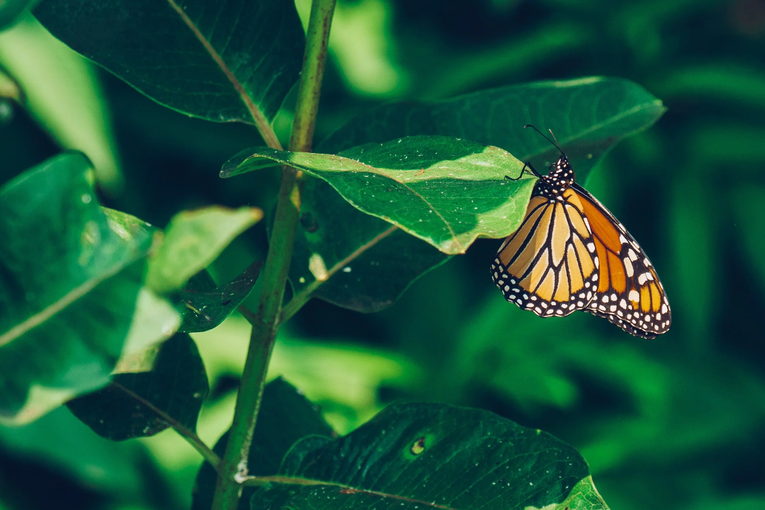 monarch-butterfly-perched_4460x4460.jpg