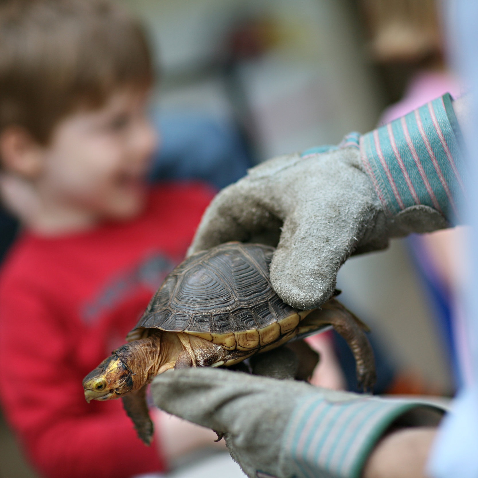 turtle.jpg