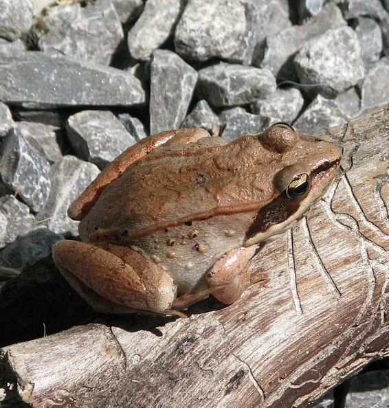 wood-frog-1506472_960_720.jpg