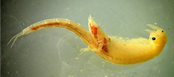 vernal-pool-shrimp_header.jpg