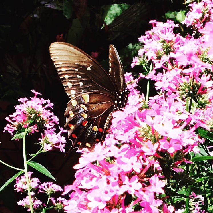 Butterfly.png