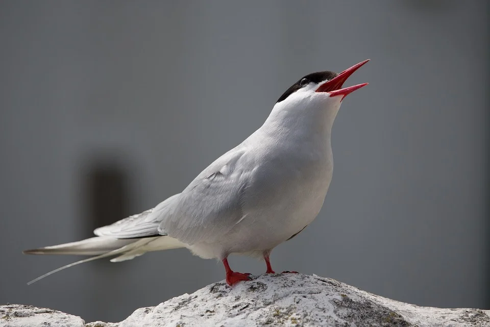 arctic-tern-2039372_960_720.jpg