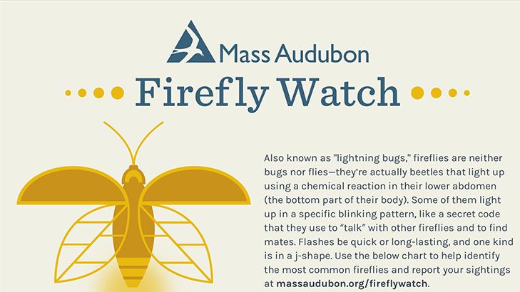 firefly-flashes-id-infographic-750.png