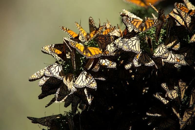 butterflies-807551_960_720.jpg