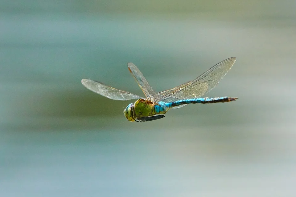 dragonfly-3736197_960_720.jpg