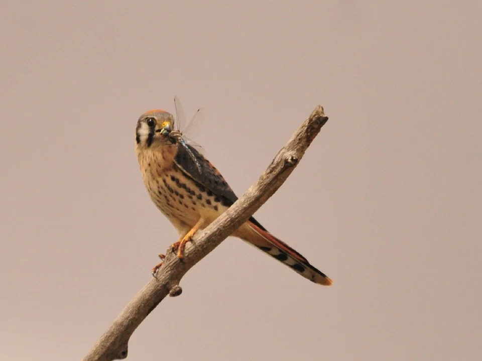 An American Kestrel enjoying a dragonfly snack!
