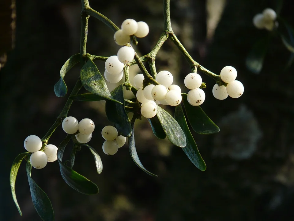 Mistletoe with its berries.