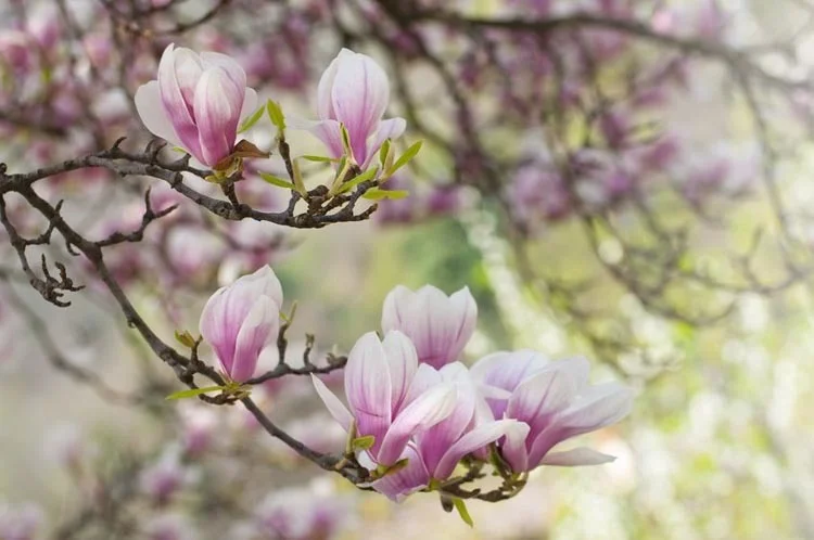 magnolia.jpg