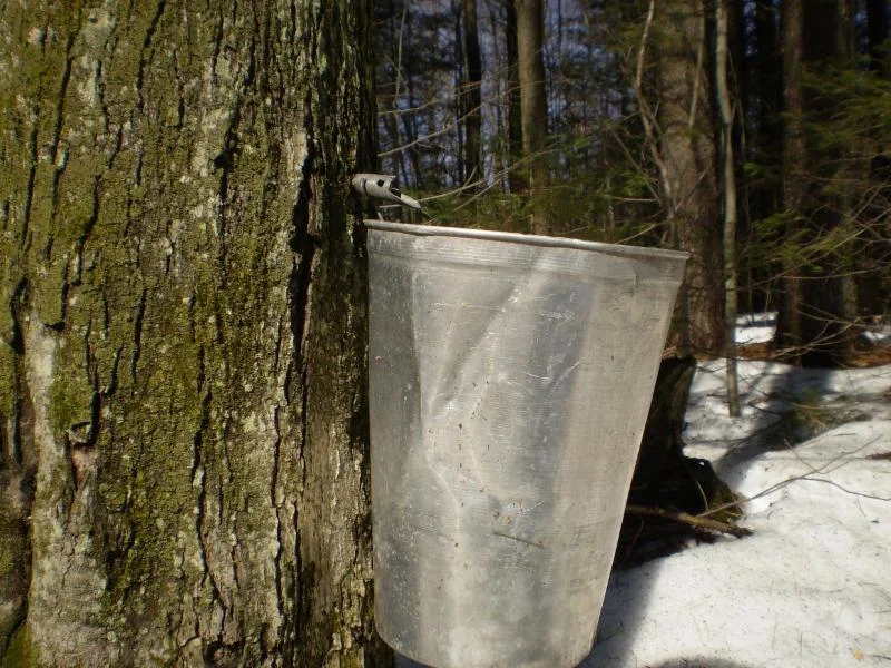 A Maple Sugar Tap