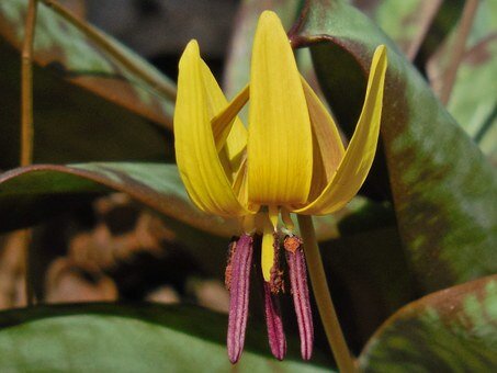 Trout lily, Erythronium americanum