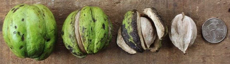 Shagbark hickory nuts, Photo: ouroneacrefarm.com