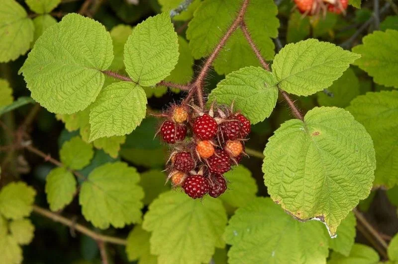 Rubus phoenicolasius . Photo: gardeningknowhow.com