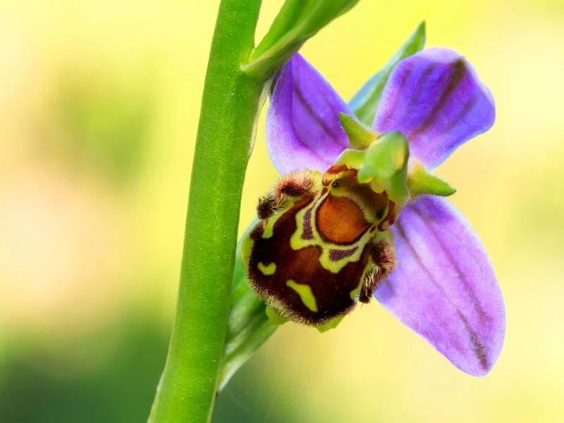 The bee orchid, Ophrys apifera , resembles its main pollinator. Photo: gardeningknowhow.com