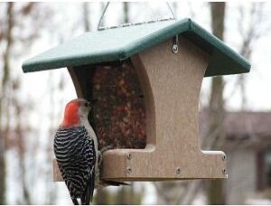 Photo: audubon.org
