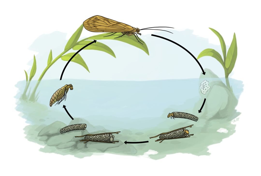 Caddis Fly Larvae Clip Art