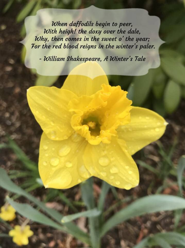 Daffodils Flower Meaning In Tamil Best Flower Site