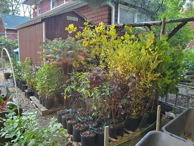 Native Trees &amp; Shrubs for Restoration Projects