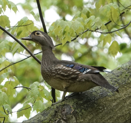 Wood Duck