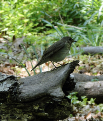 Gray-cheeked Thrush