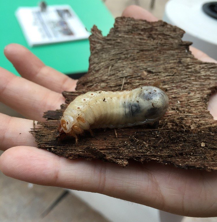 We Found Rhino Beetle LarvaeProbably! — Friends of Rye Nature Center